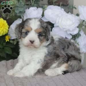 Fern, Cavapoo Puppy